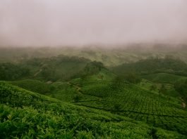 things-to-do-in-munnar